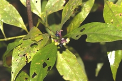 Palicourea gracilenta