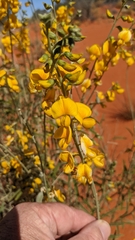 Crotalaria eremaea