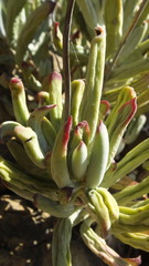 Cotyledon tomentosa