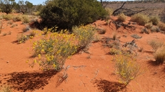 Crotalaria eremaea