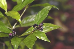 Palicourea gracilenta