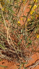 Crotalaria eremaea