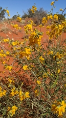 Crotalaria eremaea