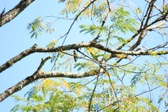 Dicaeum melanozanthum