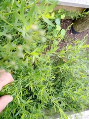 Artemisia dracunculus