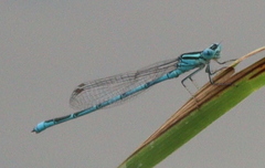 Erythromma