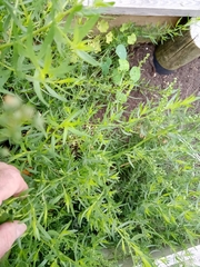 Artemisia dracunculus