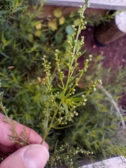 Artemisia dracunculus