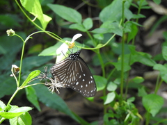 Euploea mulciber barsine