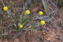 Pycnosorus pleiocephalus