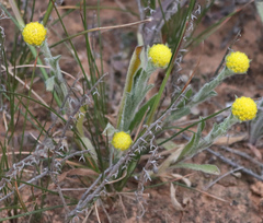 Pycnosorus pleiocephalus