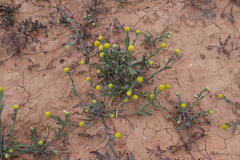 Pycnosorus pleiocephalus