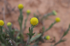 Pycnosorus pleiocephalus