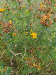 Hypericum maculatum obtusiusculum