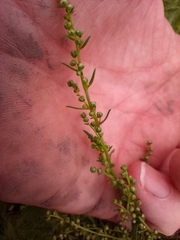 Artemisia dracunculus