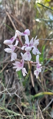 Orchis olbiensis