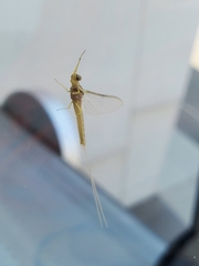 Hexagenia limbata