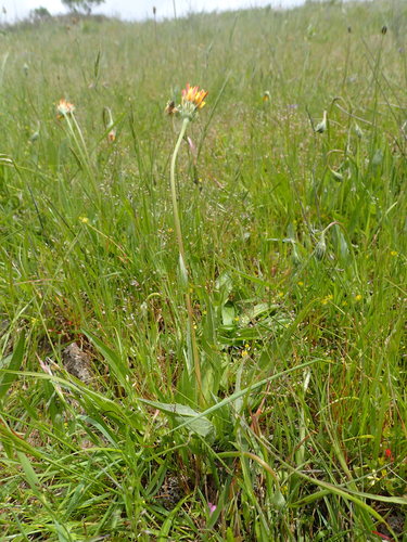 Image of Microseris paludosa by no rights reserved