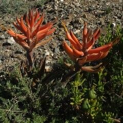 Aloe longistyla