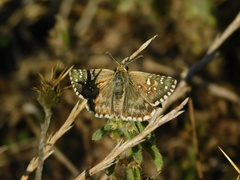 Pyrgus onopordi