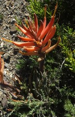 Aloe longistyla
