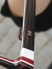Hylaeus leptocephalus
