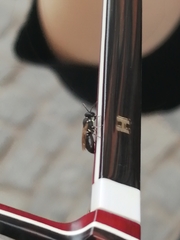 Hylaeus leptocephalus