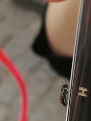 Hylaeus leptocephalus