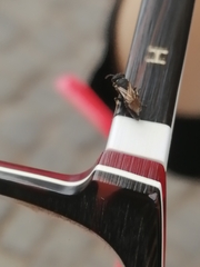 Hylaeus leptocephalus