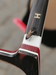 Hylaeus leptocephalus