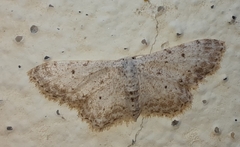 Idaea incisaria