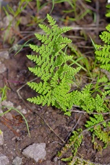 Myriopteris fendleri