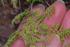 Myriopteris fendleri