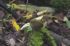 Pnoepyga pusilla