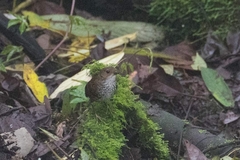 Pnoepyga pusilla
