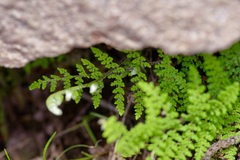 Myriopteris fendleri