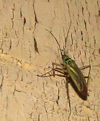 Oncotylus viridiflavus