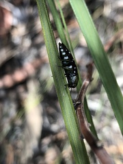 Diphucrania leucosticta