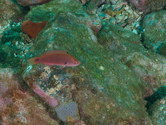 Cirrhilabrus punctatus