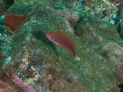 Cirrhilabrus punctatus