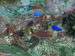 Cirrhilabrus punctatus