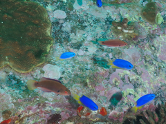 Cirrhilabrus punctatus