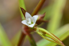 Scleromitrion brachypodum