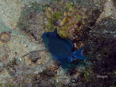 Odonus niger
