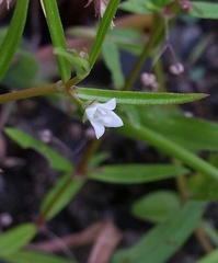 Scleromitrion brachypodum