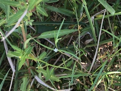 Scleromitrion brachypodum