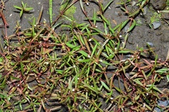Scleromitrion brachypodum
