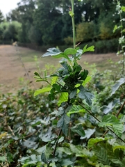 Dasineura crataegi