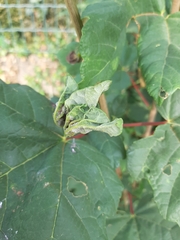 Dasineura irregularis