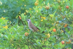 Pycnonotus goiavier jambu